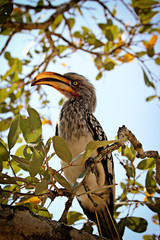 Southern Yellow-billed Hornbill