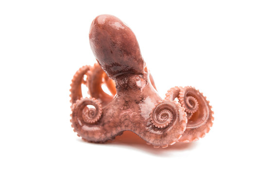 Octopus