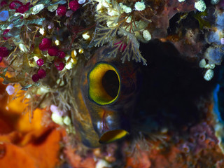 coral reef