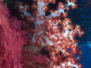 soft red teddybear coral