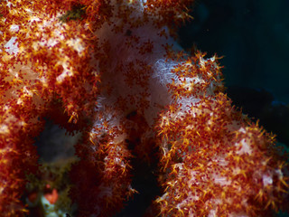 Fototapeta na wymiar soft red teddybear coral