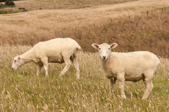 sheared sheep grazing on meadow 