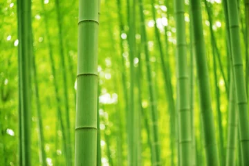 Gordijnen Bamboo Bos © blew_f