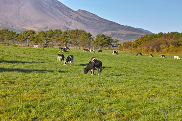 Naklejka premium 北軽井沢の浅間牧場に放牧された牛達
