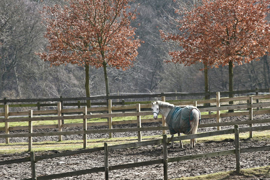 winter horses denmak