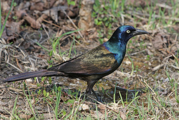 A Common Grackle (Quiscalus quiscula) foraging in Cambridge, Ontario, Canada.