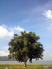 Solo tree with clear sky, mountain snd lake as background