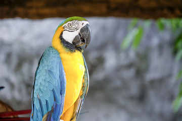 Cute macaw parrot on the perch