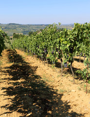 Fototapeta na wymiar Vineyard with grapes in the countryside in late summer