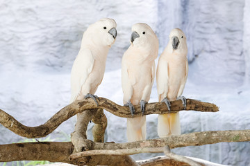 Three Moluccan cockatoo on the perch © crazybboy