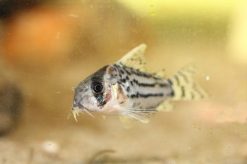  Bands-catfish    (Corydoras schwartzi)