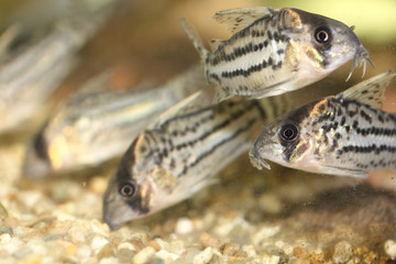  Bands-catfish    (Corydoras schwartzi)
