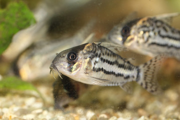  Bands-catfish    (Corydoras schwartzi)