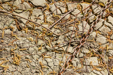 Dried ground due to drought season.