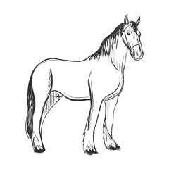 doodle horse