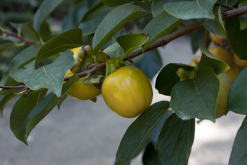 Persimmon fruit hanging on a tree
