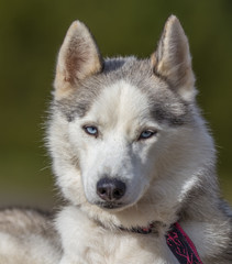 Chien huskys