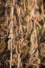 大豆畑／山形県鶴岡市の畑で、大豆畑の風景を撮影した写真です。