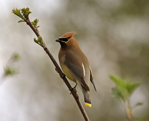 A Cedar Waxwing (Bombycilla cedrorum) perched in a tree.  Shot beside the Grand River, in Cambridge, Ontario, Canada.