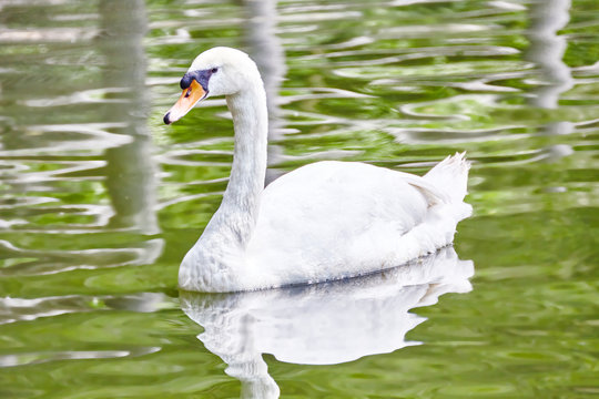 Swan floating on the water.