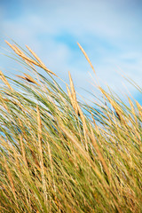 Strandhafer vom Wind gebogen mit Himmel und Wolken im Hintergrund