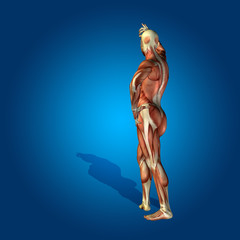 Conceptual 3D human man health anatomy