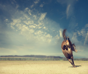 horse plays and kick on background of an autumn field and a beautiful blue sky