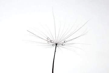 water drops on a dandelion on white background
