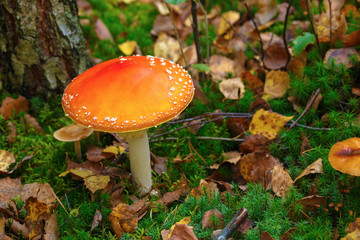 Fly agaric