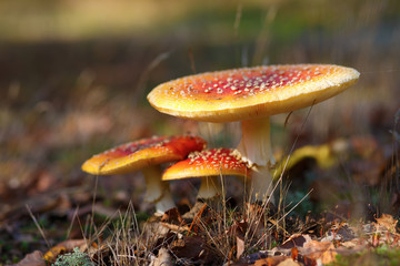 Three amanita muscaria