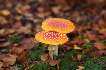 Two amanita muscaria