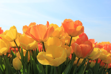 Fototapeta premium Yellow and orange tulips