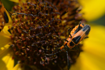 Two Milkweed Bugs Mating on a Sunflower in Macro