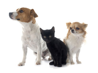 jack russel terrier kitten and chihuahua