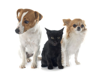 jack russel terrier kitten and chihuahua