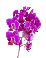 Obraz na płótnie Canvas Pink Orchid