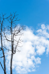 A dry brunch of tree against blue sky
