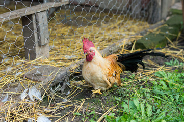 Colorful rooster