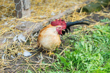 Colorful rooster