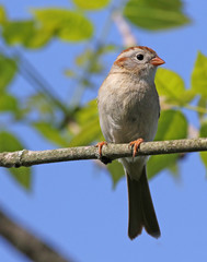 A Field sparrow (Spizella pusilla) sitting in a tree.Cambridge, Ontario, Canada..