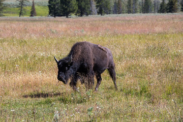 Bisons in Yellowstone National Park, Wyoming, USA
