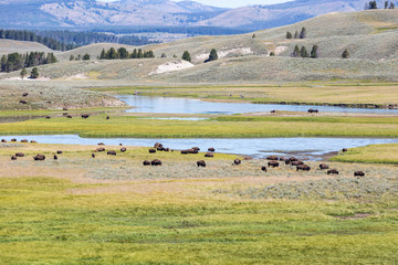 Fototapeta na wymiar Bisons in Yellowstone National Park, Wyoming, USA