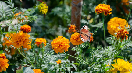 butterfly on yellow flower, carnation