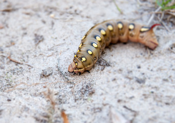 A giant Sphinx Moth caterpillar, Tomato or Tabacco HornWorm
