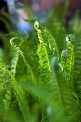  fern leaves in   garden.
