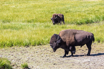 Fototapeta na wymiar Bisons in Yellowstone National Park, Wyoming, USA