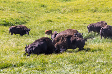 Bisons in Yellowstone National Park, Wyoming, USA