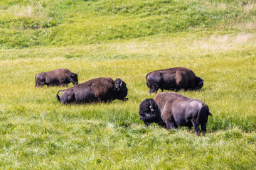 Bisons in Yellowstone National Park, Wyoming, USA © norbel