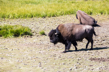 Bisons in Yellowstone National Park, Wyoming, USA
