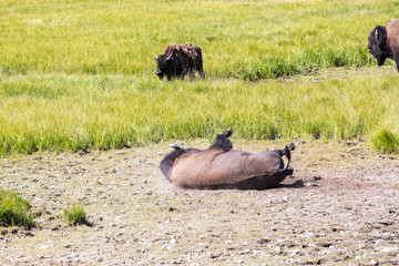 Bisons in Yellowstone National Park, Wyoming, USA